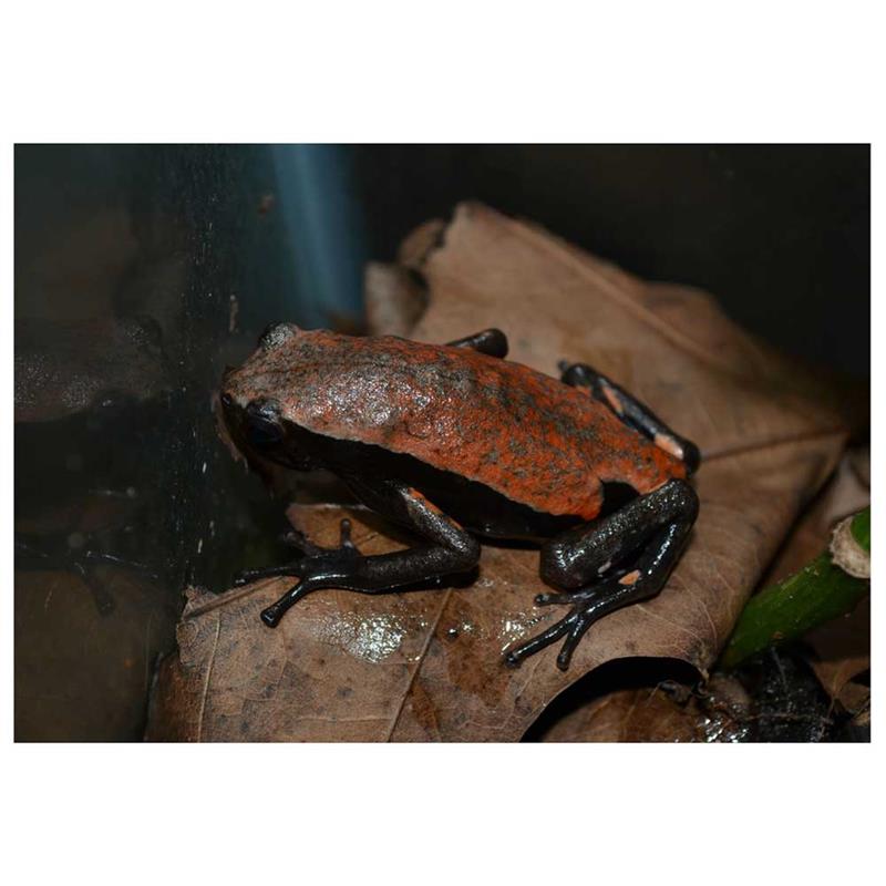 Phrynomerus microps (Broasca de cauciuc africana) - imagine 4